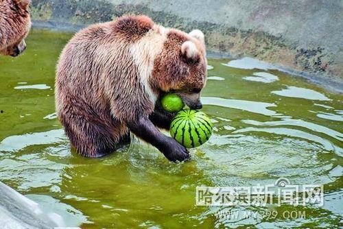 专门吃瓜的动物,揭秘专吃瓜动物的独特饮食习惯