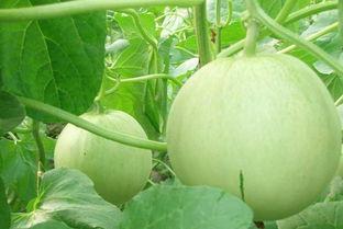 吃瓜还是喝瓜好吃,吃瓜与喝瓜，谁才是美味之王？