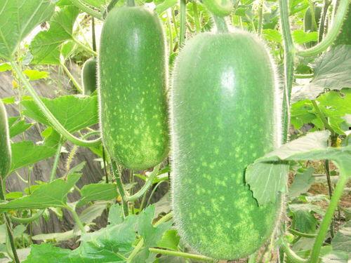 高庄镇吃瓜,瓜香四溢，品味乡村田园生活