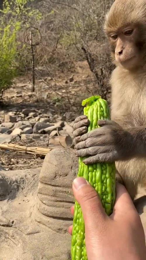 吃瓜猴女,揭秘校园里的“瓜田”趣事