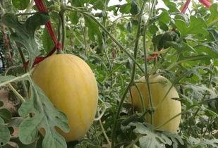 吃瓜川媒,揭秘娱乐圈背后的故事与真相