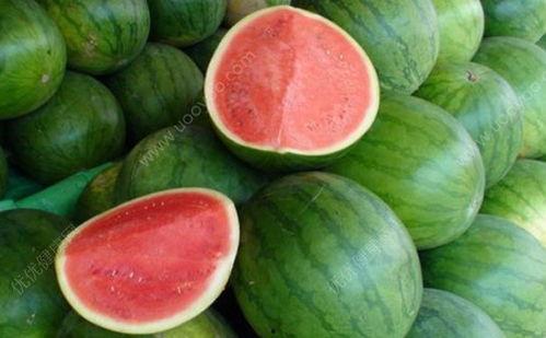 咳嗽瓜怎么吃,咳嗽瓜的多样食用方法与营养功效