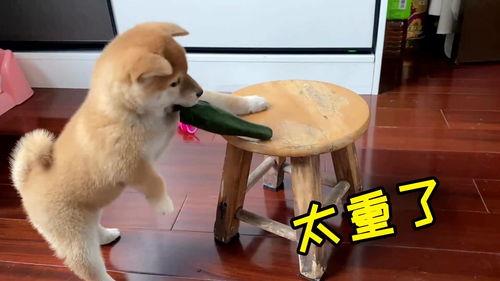 带你吃瓜爆笑狗狗,笑料横生!带你领略爆笑狗狗的“吃瓜”瞬间