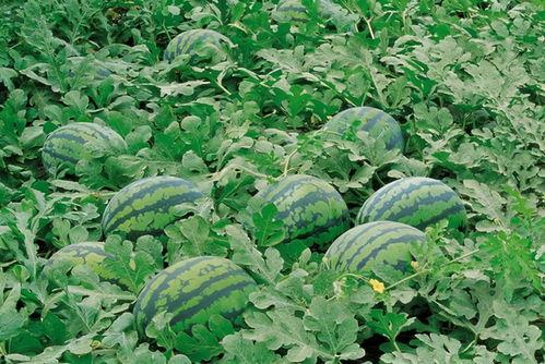 吃瓜千佛山,吃瓜群众的欢乐盛宴