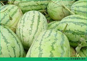 早晨吃大瓜,开启活力满满的一天