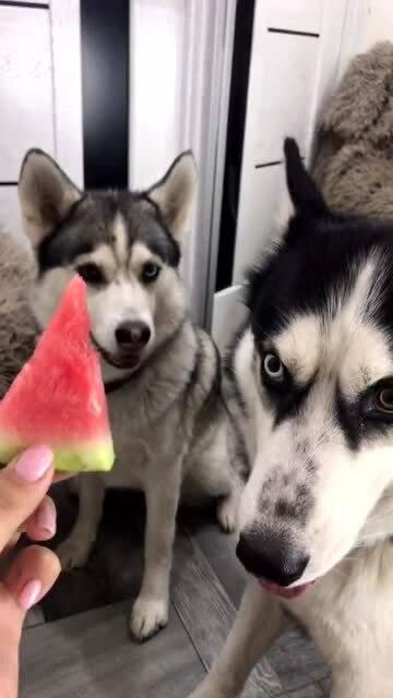 吃哈瓜有没,揭秘其独特魅力与食用体验