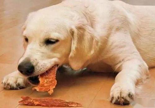 狗老师吃瓜吃肉,瓜肉盛宴，揭秘美食背后的故事