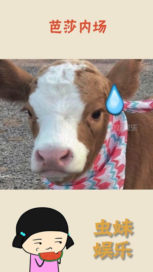 抖音吃瓜鸟,揭秘网红圈幕后故事