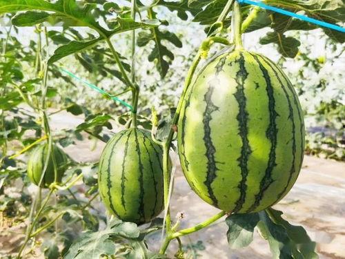 北京大兴瓜怎么吃,解锁北京瓜果新风味