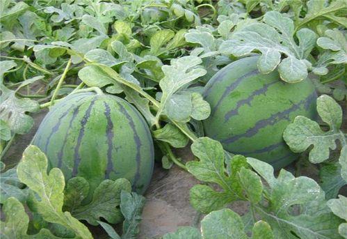 瓜瓜吃瓜吃大瓜,尽享瓜果盛宴