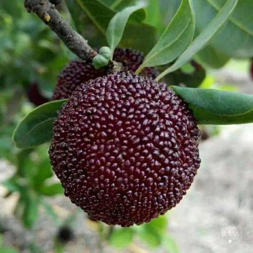 苍玄吃瓜照片,揭秘娱乐圈幕后真相