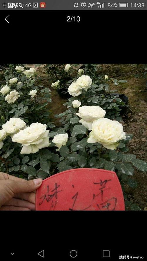 月季吃瓜,一场别开生面的田园盛宴