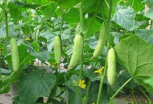 洋瓜的根怎么吃,探索营养与美味的完美结合