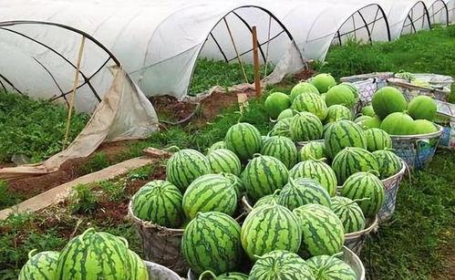 麒麟西瓜吃瓜视频,揭秘网红吃瓜视频背后的甜蜜诱惑