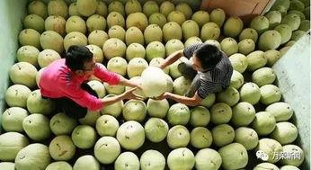 三白瓜什么季节吃,夏季消暑佳品，清凉解渴的天然甜品