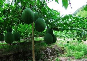 吃吊瓜搞笑用词,笑料横生的美食奇遇记