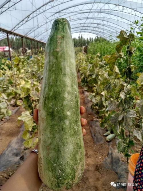 带你吃瓜发货,揭秘网红带货背后的秘密