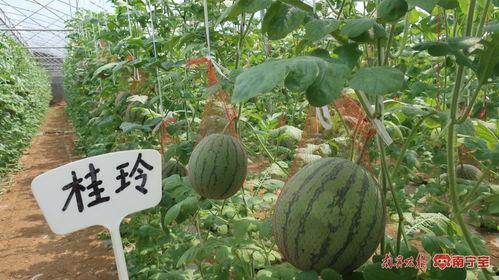 桂工持续吃瓜,持续吃瓜，揭秘校园热点事件