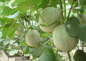 长痘可以吃哈密瓜,天然美肤的秘密武器