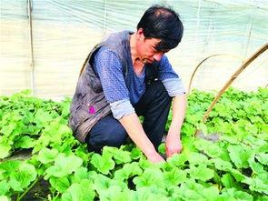 大棚里的甜瓜大瓜吃小瓜,大瓜吞噬小瓜的神秘现象