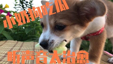 狗狗吃瓜的小说,瓜田里的狗狗奇遇记