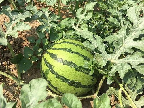 在年代文吃瓜,年代文中的吃瓜日常