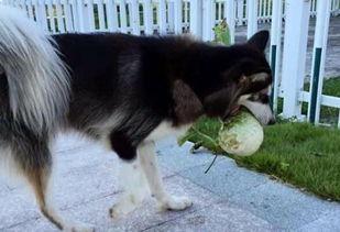 下地偷瓜吃,夜幕下的偷瓜奇遇记