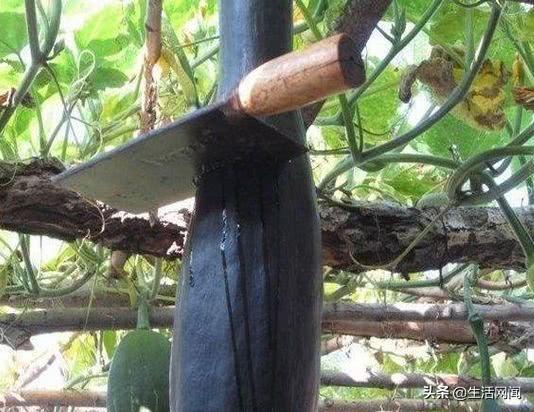 保定吃瓜大爷,揭秘民间舆论场中的独特风景