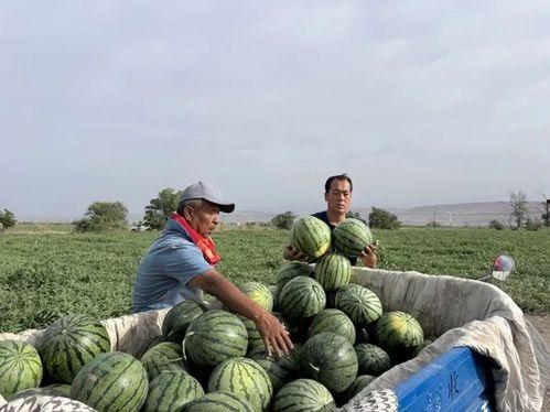 每天被强制吃瓜,揭秘娱乐圈幕后真相