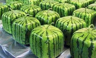 吃瓜闲聊答疑解惑