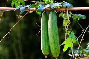 春天吃那些瓜,春季必尝的时令瓜果盘点