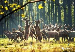吃瓜麋鹿,揭秘动物界的“网红”现象