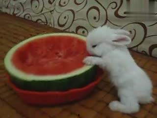 兔子吃瓜丝吗,揭秘兔子饮食习惯之谜