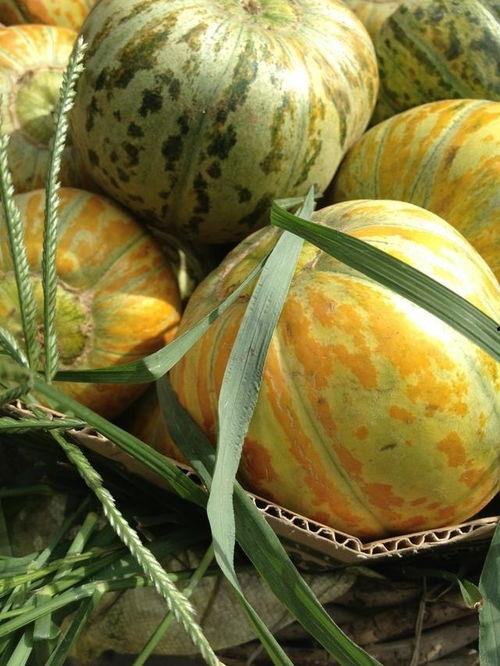 面瓜可以怎么吃