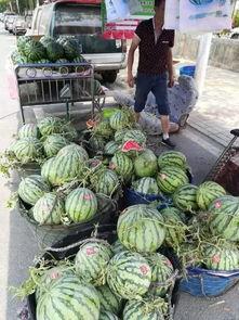 广州工商吃瓜事件,一场网络热议的食品安全风波