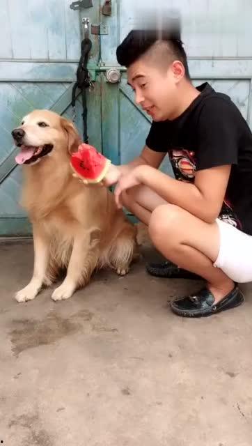 狗脸瓜怎么吃,解锁美味新体验