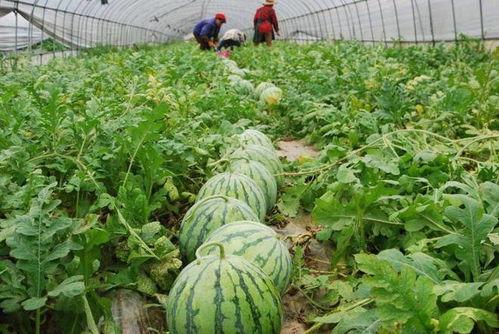 精彩吃瓜图片,揭秘那些令人捧腹的吃瓜瞬间