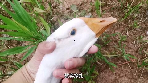 梦到吃瓜娃子,揭秘梦中吃瓜娃子的神秘寓意