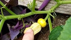 哪些瓜的花可以吃,大自然的美食宝库