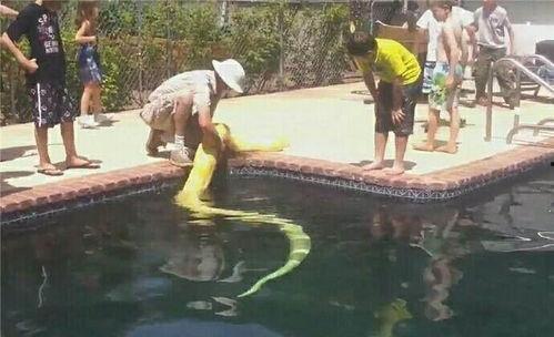 游泳吃瓜视频,夏日清凉一夏！