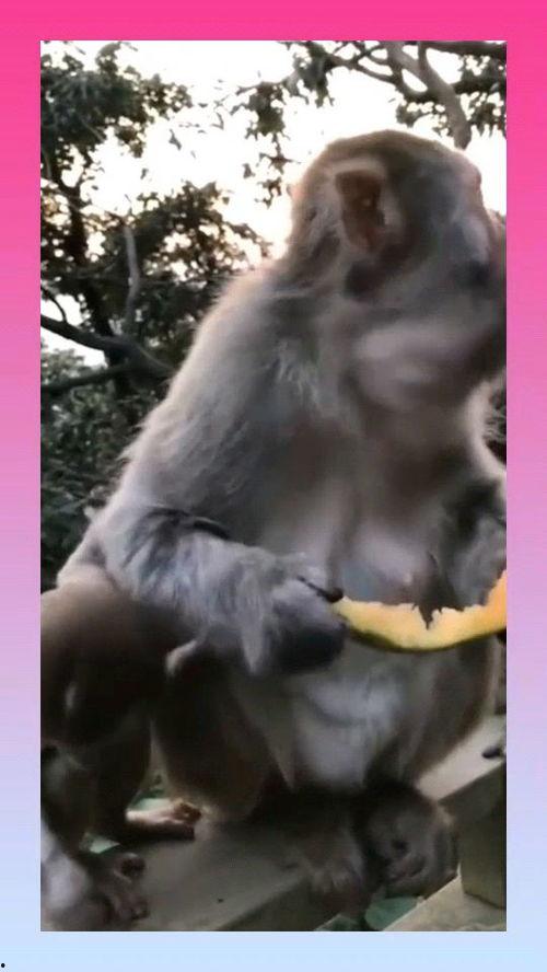 猴子吃瓜的后续,瓜田奇遇记