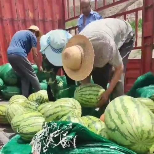 什么是吃瓜群众卖瓜,揭秘“吃瓜群众”与“卖瓜”背后的网络现象