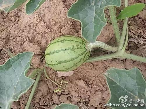 创青吃瓜,揭秘娱乐圈幕后故事