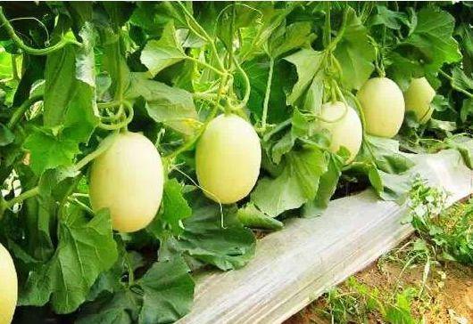 吃甜瓜要去瓜囊吗,去瓜囊还是保留？