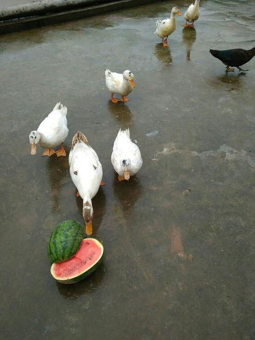 吃瓜鸭图片,揭秘娱乐圈的“瓜田”趣事