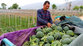 草坝镇吃瓜事件,一场引发热议的乡村奇闻